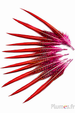 Goudfazant staart - 15-20 cm - roze-rood